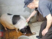 宠物小香猪一年长到200斤变家猪 成主人甜蜜负担