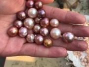 真的有毒 杭州美女看直播开蚌上瘾花3万买珍珠