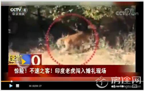 老虎闯入婚礼现场