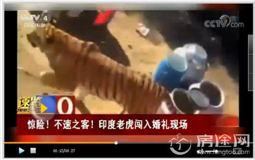 老虎闯入婚礼现场 不惧人类喜好灯光 26秒现场视频流出