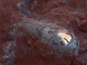 江西工地发现20余枚恐龙蛋化石 距今约1.3亿年