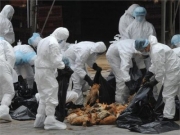 现H5N6禽流感病毒，韩国紧急扑杀家禽