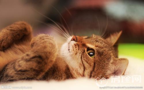 女大学生寝室虐猫