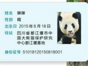 熊猫暖暖亮相 市政府向暖暖颁发了“身份证”