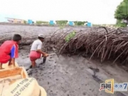 水库中央露出的大树根，从中抓出这大家伙