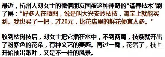 朋友圈刷屏的这种起死回生的神奇枯树枝哪里买多少钱？能开花的枯枝请别再买了！