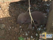 女孩捡到不明生物，知真相后惊呆了