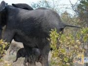 小象受到骚扰被咬掉尾巴，母象一怒之下横扫仇人