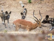 为了抢夺猎物，鬣狗群与野狗群展开生死之战！