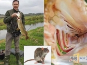 男子捕获大鱼 竟在鱼腹中发现一只老鼠