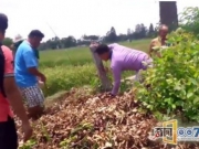 男子农田发现怪状，竟抓到恐怖动物