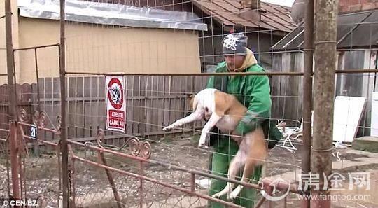 男子勇救女子被恶犬咬掉睾丸 47秒惊人视频流出 揭当时发生了什么？