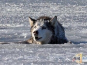 狗被困冰湖挣扎近30分钟，看着它的狗头心急求救