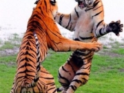 功夫老虎来打架，样子好笑像跳舞