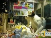 娃娃机惊现真猫，顾客不舍得投币，生怕吓到它