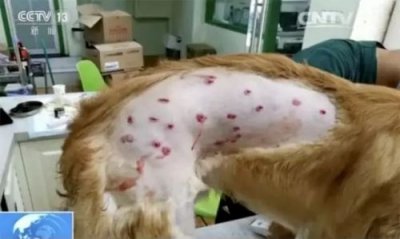 哪些航空公司可以带宠物上机 什么宠物能上飞机怎么收费