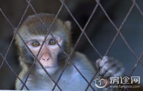 大众用猴子测尾气