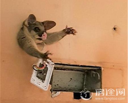 负鼠 偷东西吃 被卡在墙上
