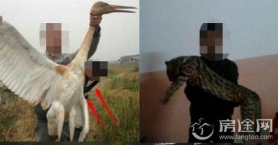 网红上传打猎视频 长期抓鸟猎杀豹猫数量惊人在快手上炫耀