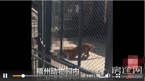 福建动物园老虎咬死驯兽师