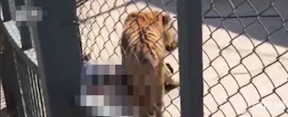 福建动物园老虎咬死驯兽师 训练时兽性大发 35秒惨烈视频曝光