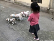 邓超女儿遛狗照引围观 孙俪女儿小花妹妹大名叫什么现在几岁了