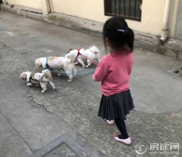 邓超女儿遛狗照引围观