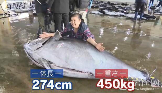 日本捕获450公斤巨型金枪鱼 可供3000人吃