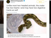 美国现罕见双头蟒蛇 还有两个心脏和两个食道(图)