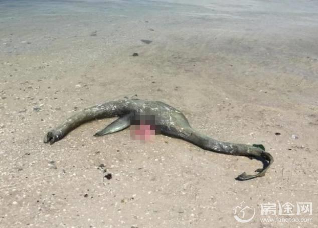 美国海滩现神秘生物 小头长尾外形尸体酷似尼斯湖水怪真面目引猜测