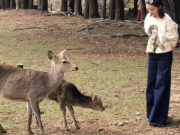 日本偶遇李沁喂鹿休闲装随性 与粉丝小宝贝合影超可爱！