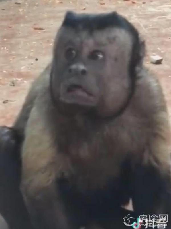 猴子长了一张人脸