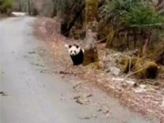 偶遇熊猫横穿马路 游客通过手机留下珍贵视频