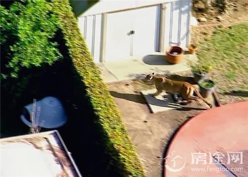 洛杉矶 美洲狮闯进居民后院