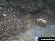 陕西再次拍摄到野生棕色大熊猫