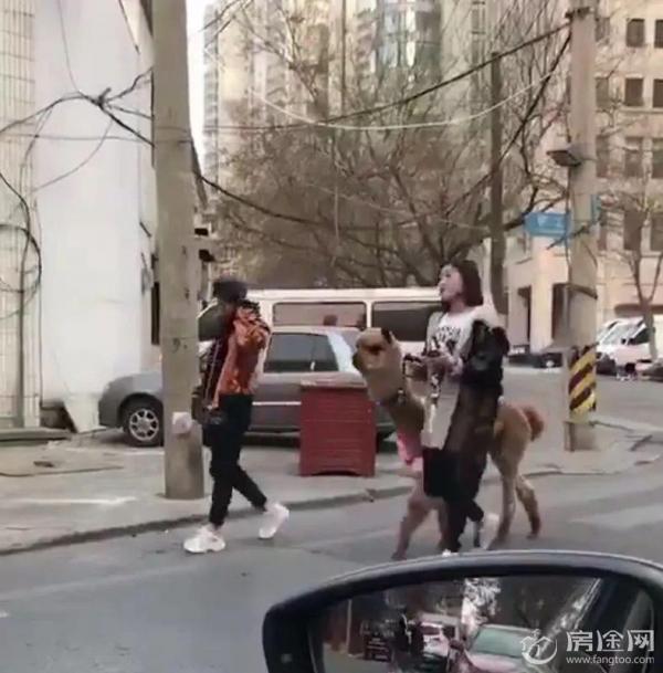 女子大街遛羊驼