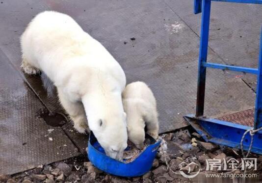 北极熊母子刨食剩饭