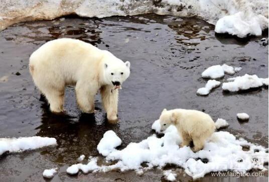 北极熊母子刨食剩饭