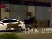 蓝翔梅花鹿出逃 路遇骑车人相撞后倒地不起