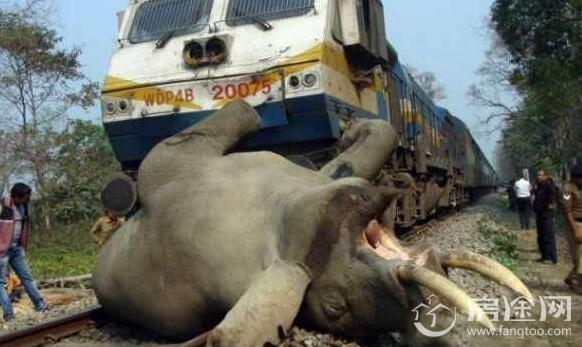 4头大象被火车撞飞