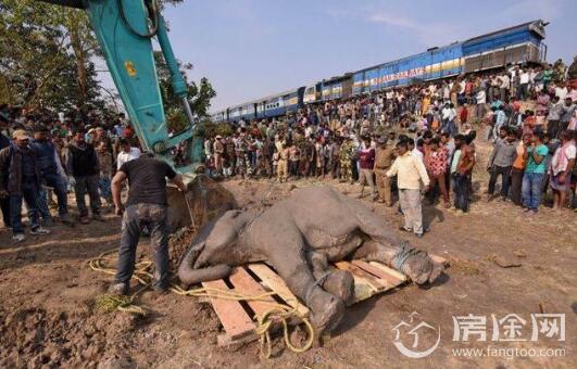 4头大象被火车撞飞