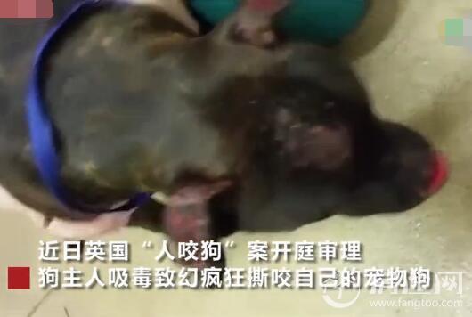 主人咬狗被拘捕：英国男子吸毒致幻咬伤宠物狗耳朵和鼻子