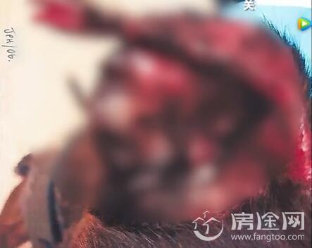 主人咬狗被拘捕：英国男子吸毒致幻咬伤宠物狗耳朵和鼻子