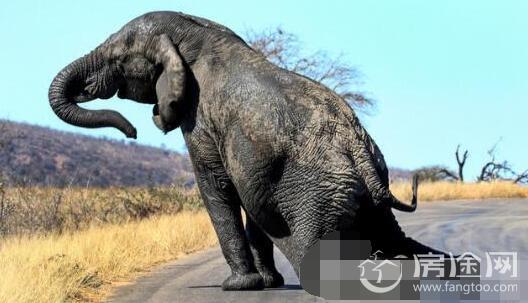 大象路边做早操