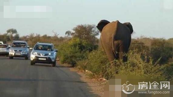 大象路边做早操
