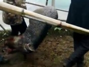 饲养野猪“越狱”后伤人 民警连开数枪击毙(图)