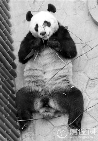 大熊猫变性