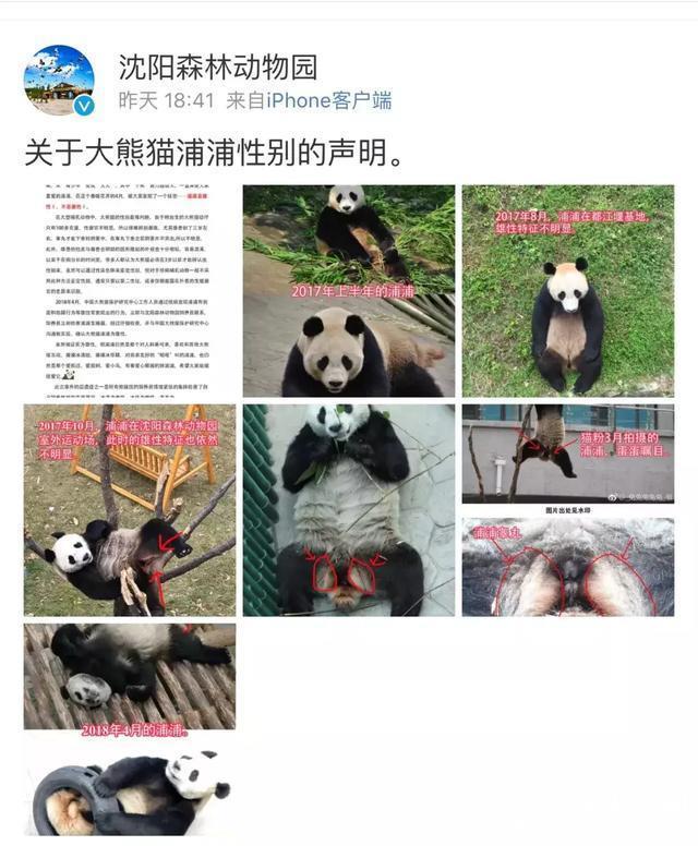 大熊猫变性