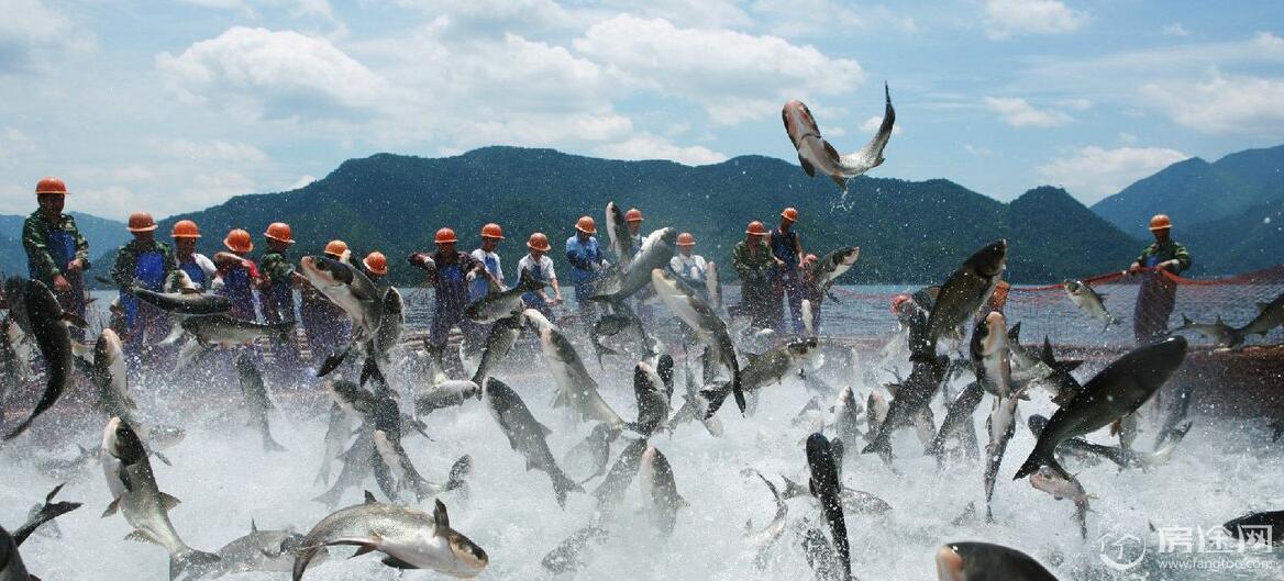 千岛湖巨网捕鱼现场