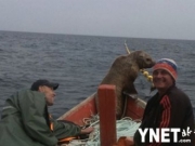 俄罗斯渔民出海打渔 巧遇海狗搭乘顺风船“兜风”8小时